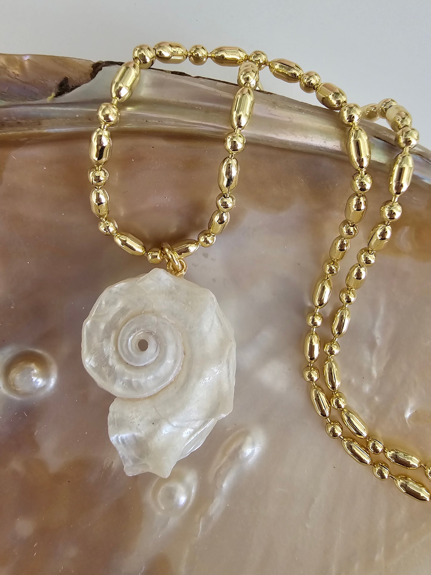 Delphinula Shell