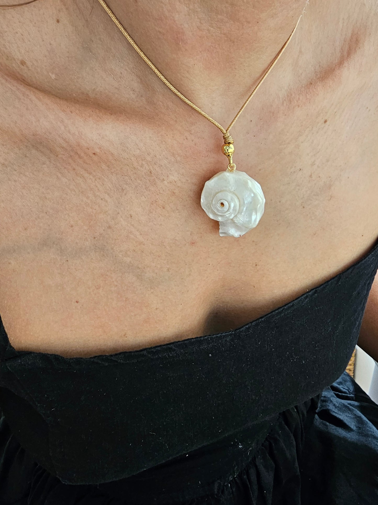 Delphinula Shell
