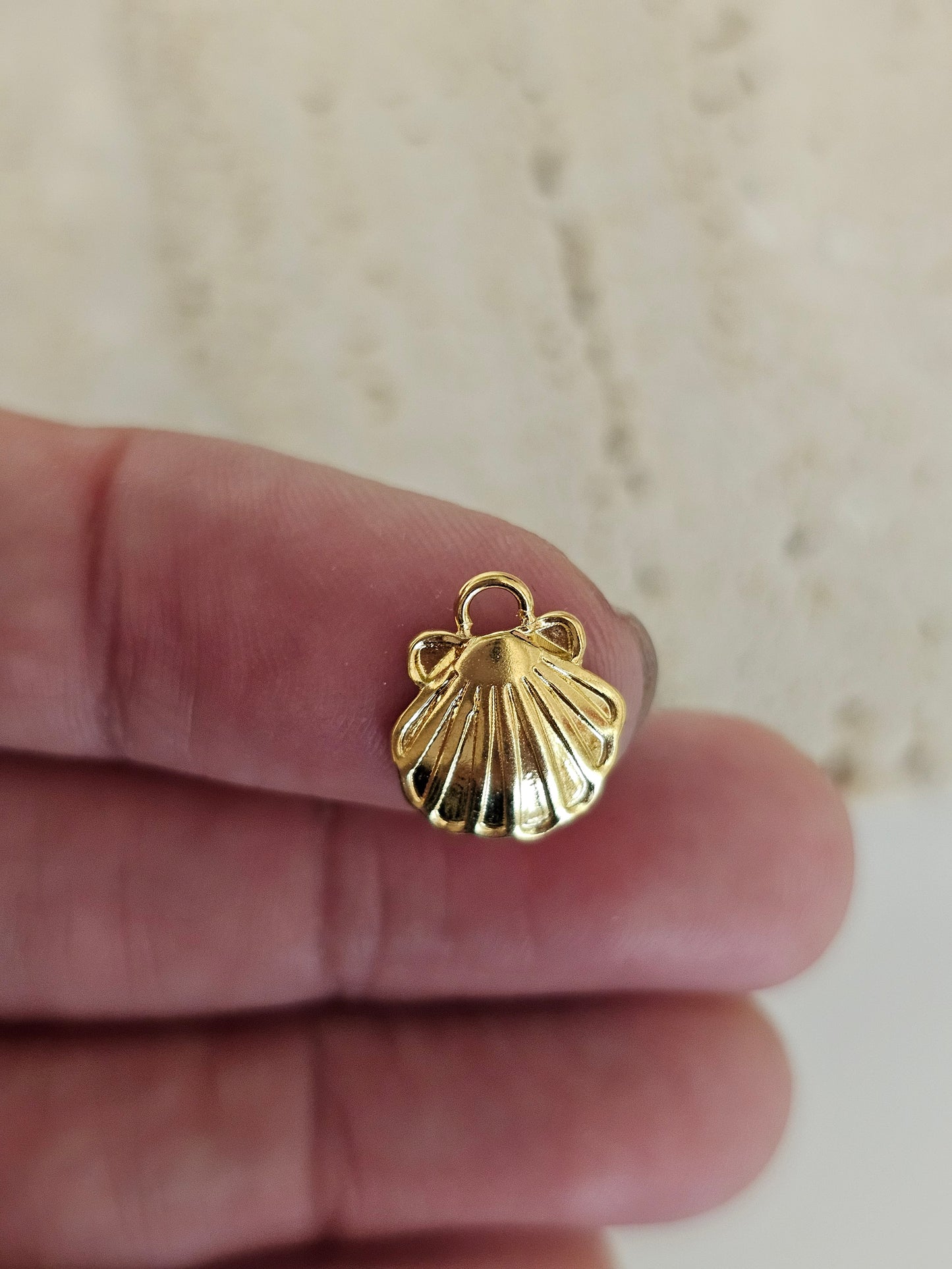Dosinia Shell