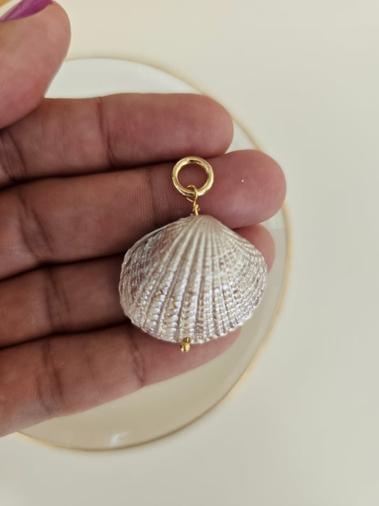 Sea Shell