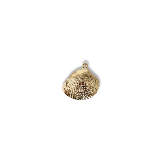 Atlantic Shell