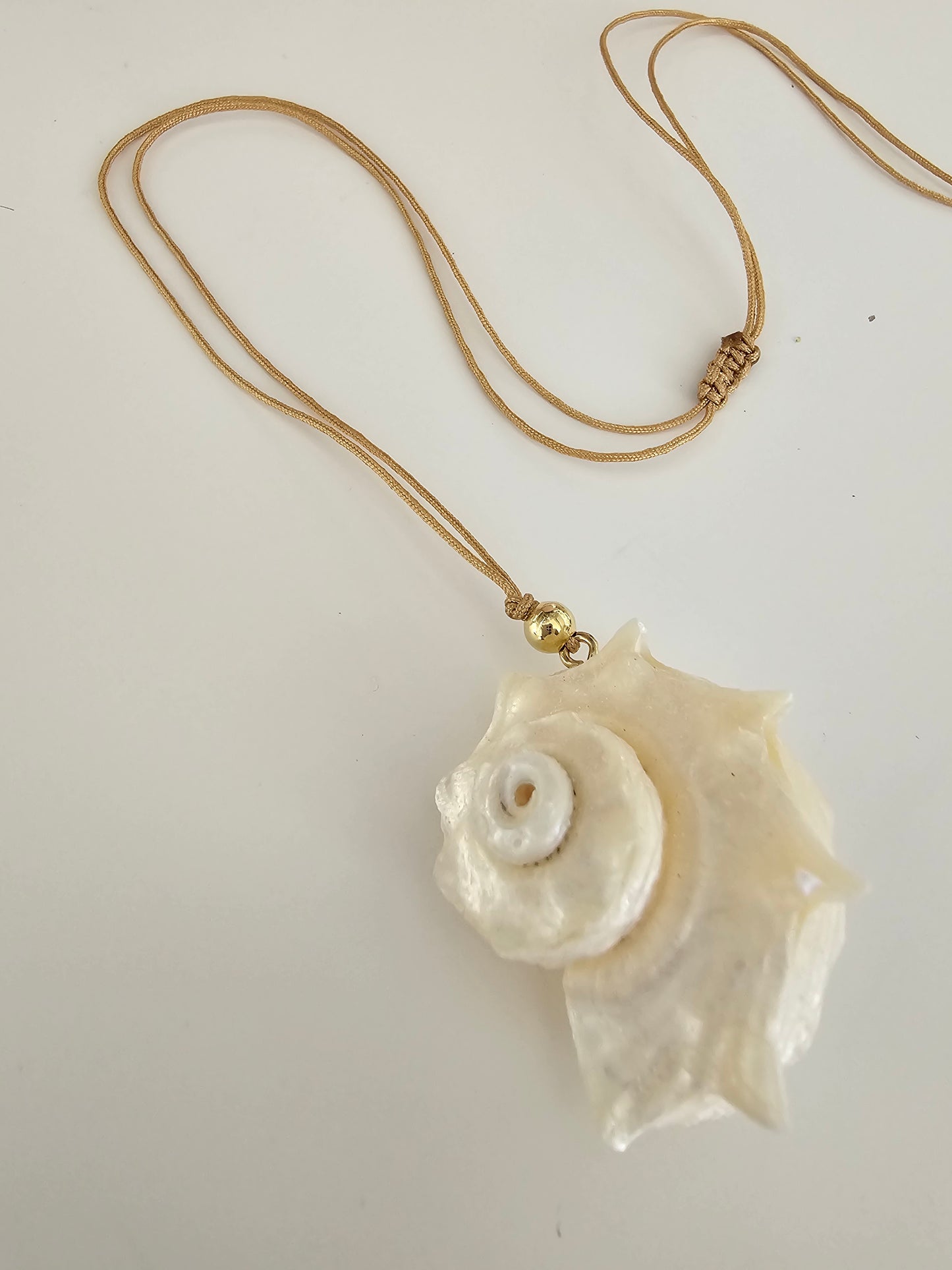 Delphinula Shell