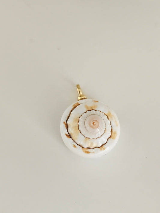 Spiral Shell